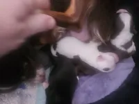 Puppy 4, a female Chihuahua for sale in Adrian, MI – 1 of 1