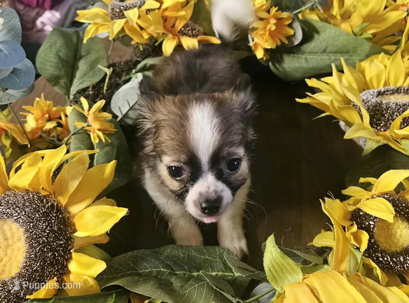 Thackery  – Chihuahua puppy for sale in Adrian, MI