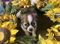 Thackery , a male Chihuahua for sale in Adrian, MI – 1 of 1