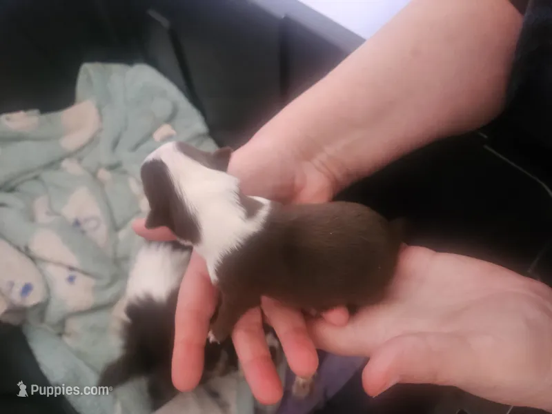 Puppy 1 – Chihuahua puppy for sale in Adrian, MI
