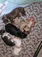 Unnamed , a female Chihuahua for sale in Adrian, MI – 3 of 3
