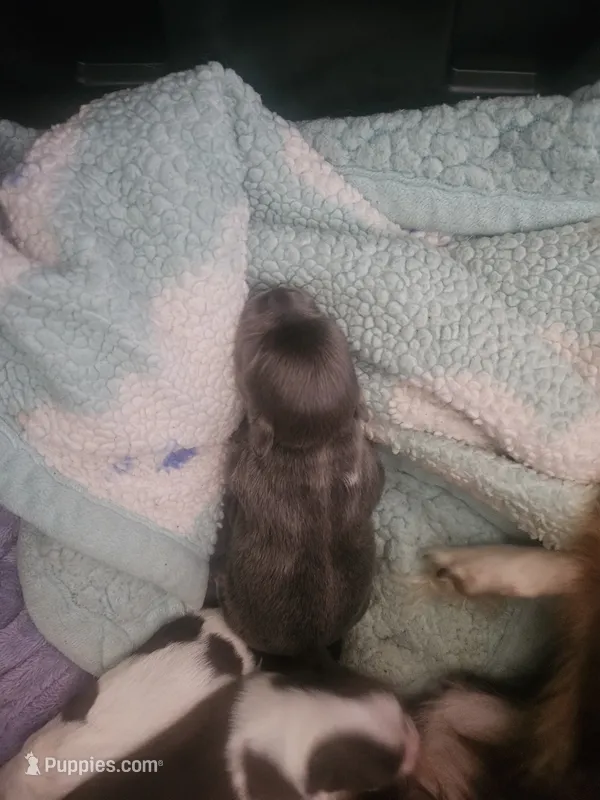 Puppy 2 – Chihuahua puppy for sale in Adrian, MI
