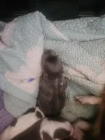 Puppy 2, a female Chihuahua for sale in Adrian, MI – 1 of 1