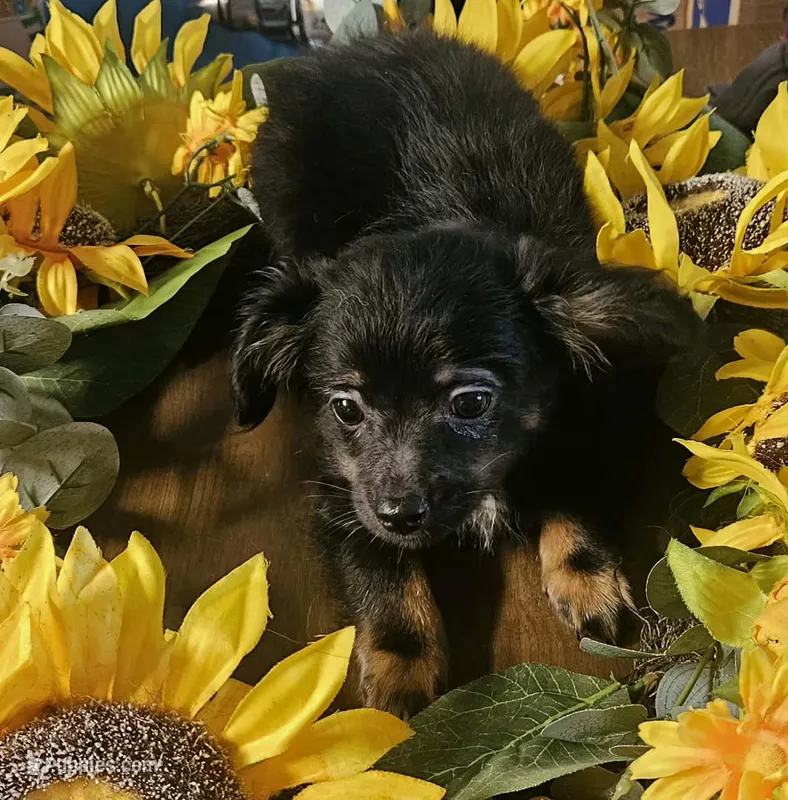 Winnie – Chihuahua puppy for sale in Adrian, MI