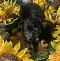 Winnie, a female Chihuahua for sale in Adrian, MI – 1 of 1