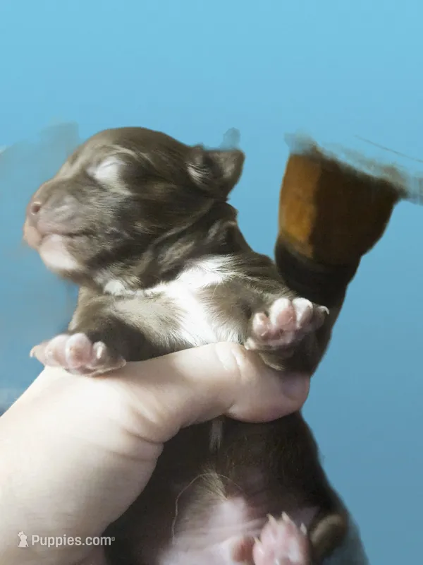 Unnamed  – Chihuahua puppy for sale in Adrian, MI