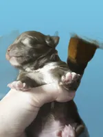 Unnamed , a female Chihuahua for sale in Adrian, MI – 1 of 3