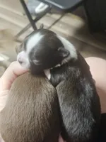 Unnamed , a female Chihuahua for sale in Adrian, MI – 2 of 3