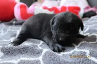 Luna, a female Labrador Retriever and Poodle - Standard  for sale in Los Angeles, CA – Photo 4 of 4