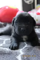 Luna, a female Labrador Retriever and Poodle - Standard  for sale in Los Angeles, CA – Photo 2 of 4