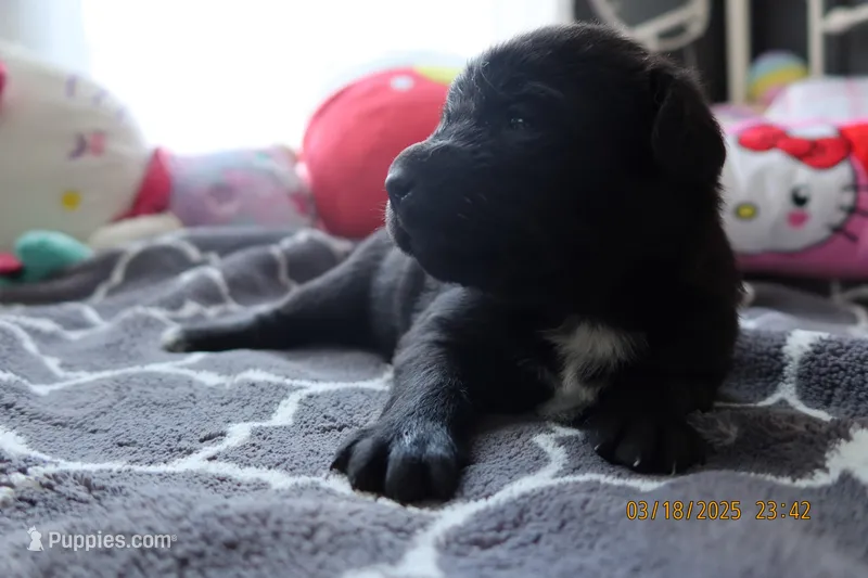 Luna – Labrador Retriever, Poodle - Standard  puppy for sale in Los Angeles, CA