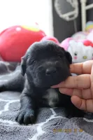 Luna, a female Labrador Retriever and Poodle - Standard  for sale in Los Angeles, CA – Photo 3 of 4