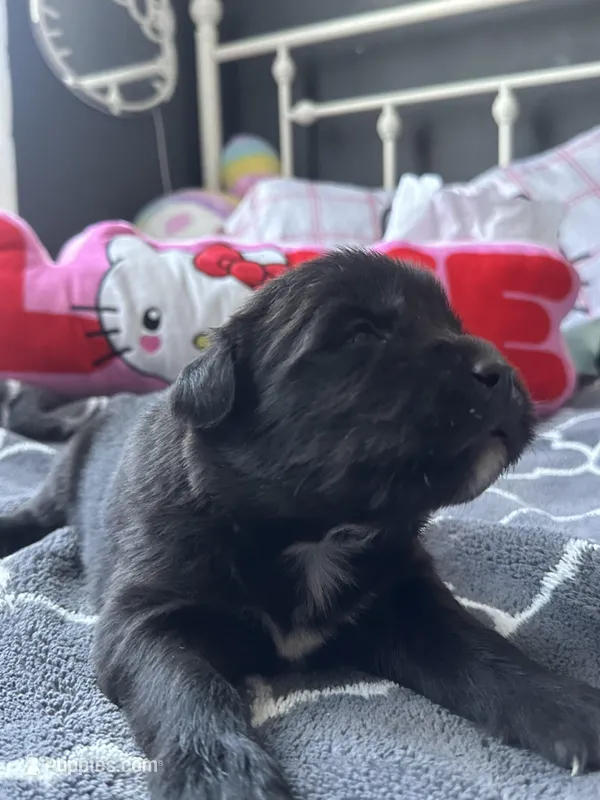 Molly, a female Labrador Retriever and Poodle - Standard  for sale in Los Angeles, CA – Photo 1 of 3