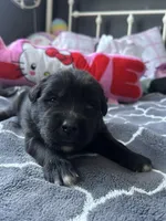 Molly, a female Labrador Retriever and Poodle - Standard  for sale in Los Angeles, CA – Photo 2 of 3
