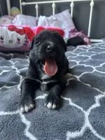 Molly, a female Labrador Retriever and Poodle - Standard  for sale in Los Angeles, CA – Photo 3 of 3