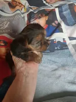 Milo, a male Yorkshire Terrier for sale in Greenville, SC – Photo 5 of 5