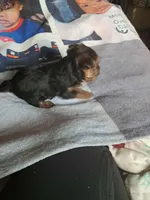 Milo, a male Yorkshire Terrier for sale in Greenville, SC – Photo 3 of 5