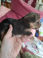 Milo, a male Yorkshire Terrier for sale in Greenville, SC – Photo 1 of 5