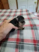 Archie , a male Yorkshire Terrier for sale in Greenville, SC – 2 of 7