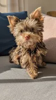 Rico, a male Yorkshire Terrier for sale in Greenville, SC – 3 of 3