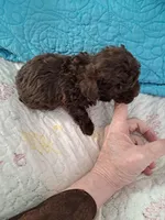 Teddy, a male Poodle - Toy  for sale in Greenville, SC – Photo 3 of 4