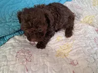 Teddy, a male Poodle - Toy  for sale in Greenville, SC – Photo 1 of 4