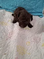 Teddy, a male Poodle - Toy  for sale in Greenville, SC – Photo 2 of 4