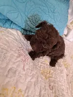 Teddy, a male Poodle - Toy  for sale in Greenville, SC – Photo 4 of 4