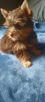 Layla , a female Yorkshire Terrier for sale in Greenville, SC – 2 of 2