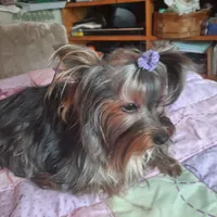 Rennie, a female Yorkshire Terrier for sale in Greenville, SC – 6 of 6