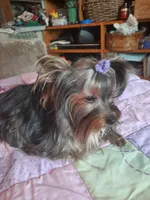 Rennie, a female Yorkshire Terrier for sale in Greenville, SC – Photo 6 of 6