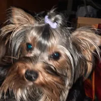 Rennie, a female Yorkshire Terrier for sale in Greenville, SC – 2 of 6