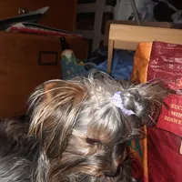 Rennie, a female Yorkshire Terrier for sale in Greenville, SC – 3 of 6