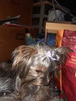 Rennie, a female Yorkshire Terrier for sale in Greenville, SC – Photo 3 of 6