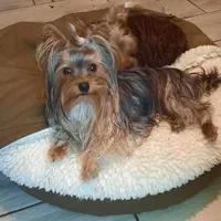 Rennie, a female Yorkshire Terrier for sale in Greenville, SC – 1 of 6
