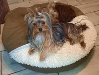 Rennie, a female Yorkshire Terrier for sale in Greenville, SC – Photo 1 of 6