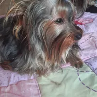 Rennie, a female Yorkshire Terrier for sale in Greenville, SC – 5 of 6