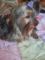 Rennie, a female Yorkshire Terrier for sale in Greenville, SC – Photo 5 of 6