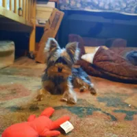 Rennie, a female Yorkshire Terrier for sale in Greenville, SC – 4 of 6