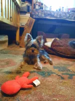 Rennie, a female Yorkshire Terrier for sale in Greenville, SC – Photo 4 of 6