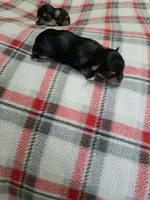 Bella , a female Yorkshire Terrier for sale in Greenville, SC – 4 of 7