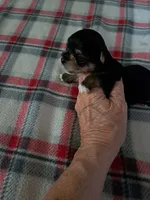 Bella , a female Yorkshire Terrier for sale in Greenville, SC – 2 of 9