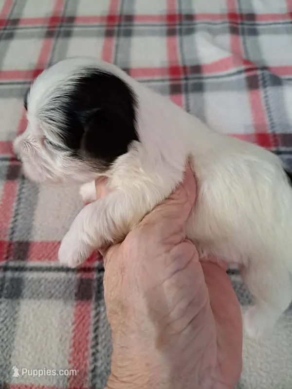 Milo – Yorkshire Terrier puppy for sale in Greenville, SC