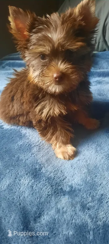 Layla  – Yorkshire Terrier puppy for sale in Greenville, SC