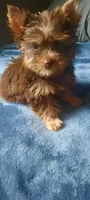 Layla , a female Yorkshire Terrier for sale in Greenville, SC – 1 of 2
