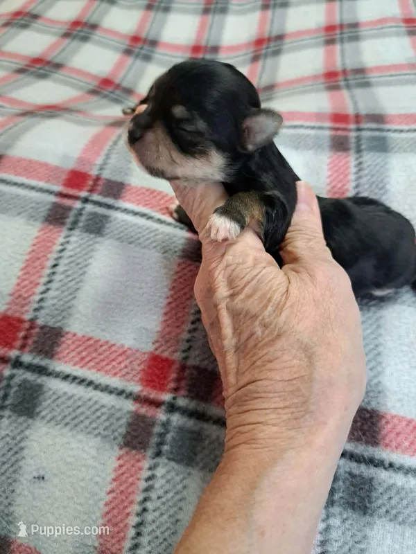 Bella  – Yorkshire Terrier puppy for sale in Greenville, SC