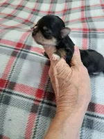 Bella , a female Yorkshire Terrier for sale in Greenville, SC – 1 of 7