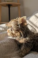 Rico, a male Yorkshire Terrier for sale in Greenville, SC – 2 of 3