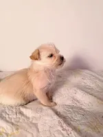 Archie , a male Yorkshire Terrier for sale in Greenville, SC – Photo 1 of 3