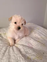 Archie , a male Yorkshire Terrier for sale in Greenville, SC – Photo 2 of 3